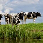 A herd of Holstein cows grazing by a water body on a sunny day with a clear sky.