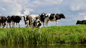 A herd of Holstein cows grazing by a water body on a sunny day with a clear sky.