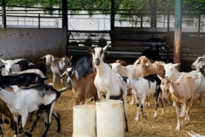 herd of goats on brown field during daytime